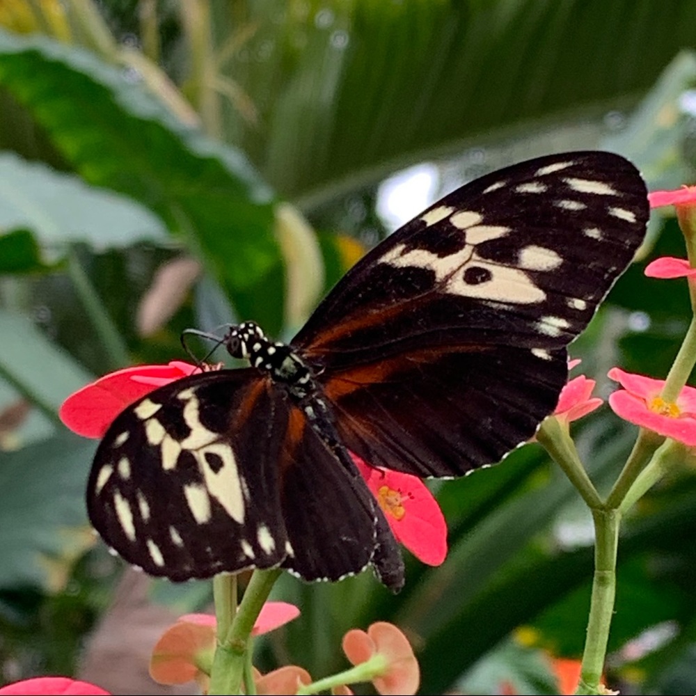 Meet your Posher, Simar